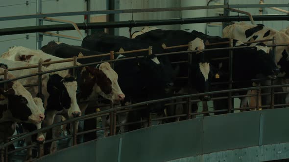 Process Milking Dairy Cows on Round Milking Machine