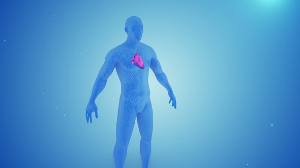 Heart Contractions in the Human Body 3D alt