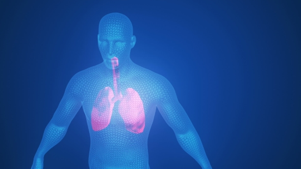3d Animation of Pulsating Lungs in the Human Body alt