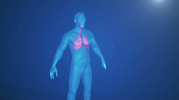 3d Animation of Pulsating Lungs in the Human Body alt