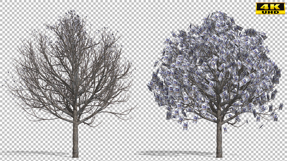 Mexican Peso On The Tree alt