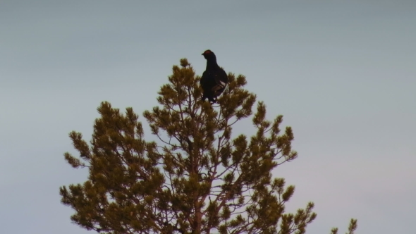 Silhouette of Black Grouse (Tetrao Tetrix) Sitting on the Top of a Tree