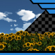 Sunflower Field with Alpha - VideoHive Item for Sale