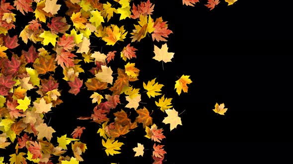 Autumn Transition alt