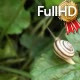 the Snail Crawls Along the Green Leaf, Sunny - VideoHive Item for Sale