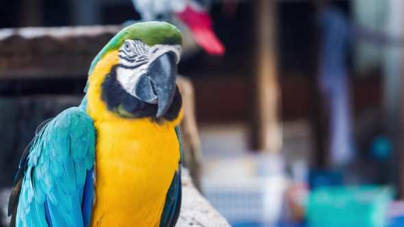 Blue Yellow Golden Macaw Parrot. Ara Ararauna