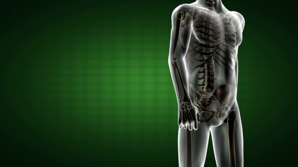 Human Bones Radiographic Scan alt