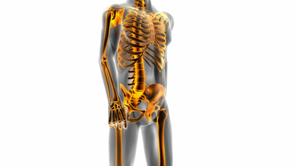 Human Bones Radiographic Scan alt