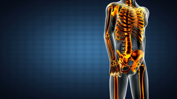 Human Bones Radiographic Scan alt