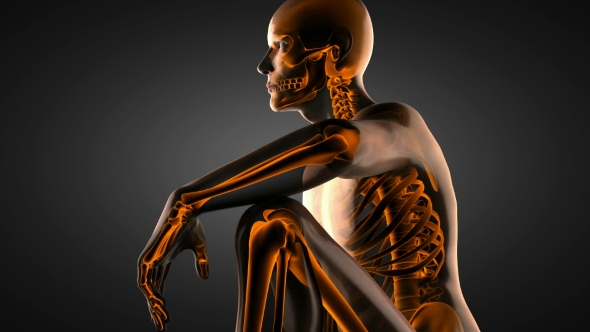 Human Bones Radiographic Scan alt