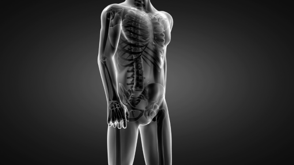 Human Bones Radiographic Scan alt