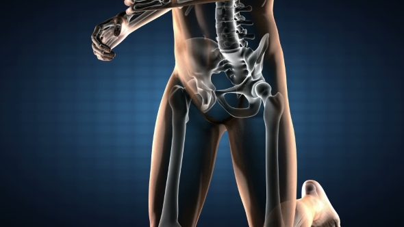 Human Bones Radiographic Scan alt