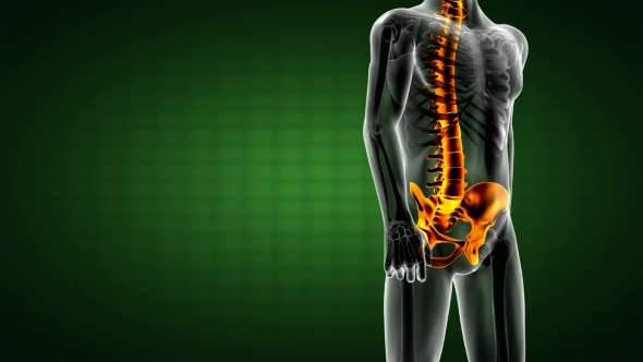 Human Bones Radiographic Scan alt