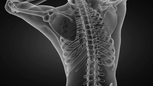 Human Bones Radiographic Scan alt