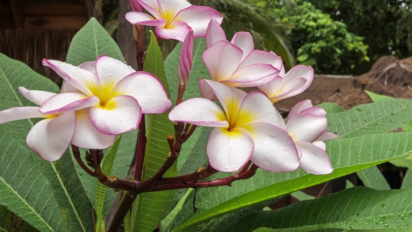 Moving Branch of Lilac Plumeria Flower Covered By Some Drops After Tropical Rain, Shallow Depth of