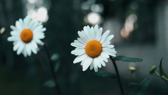 Two Chamomile