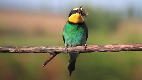 Bee-eater Juggles Beetle