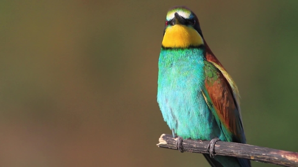 Colored Bird Sitting on a Branch with Goggle