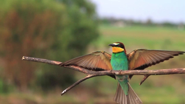 European Bee-eater Flies and Sits on a Branch To Rest