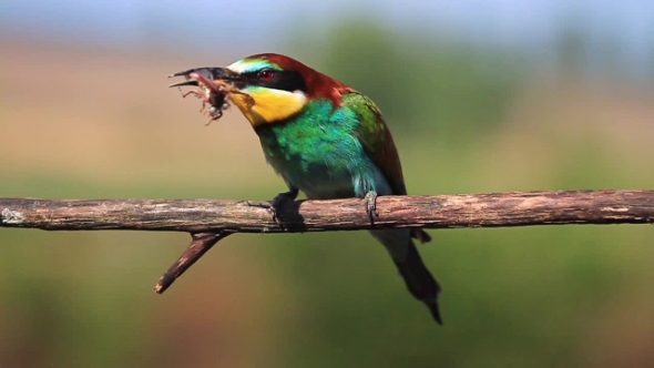 Colored Exotic Bird Eating May Beetle