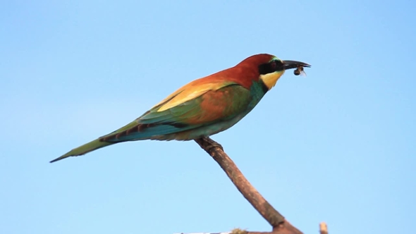 Bee-eater Eats Bees and Flies Away