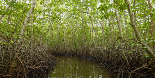 Floating In A Tunnel From Mangroves