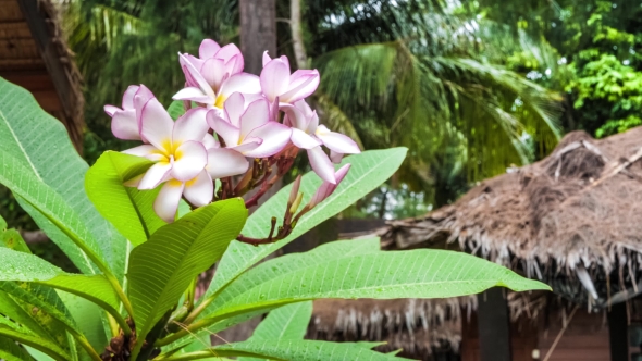 Branch of Lilac Plumeria Flowers Just After Tropical Rain