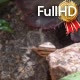 the Snail Slowly Crawls From Stone to Stone - VideoHive Item for Sale