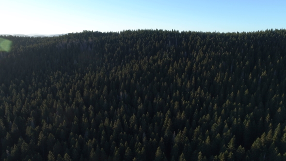 Aerial View of Spruce Forest in Montenegro