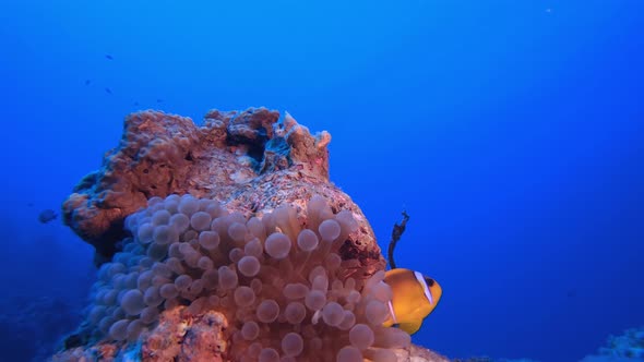 Blue Sea Clownfish