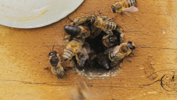 Bees Fly Out of the Round Hive of a Hive on a Summer Sunny Day. .