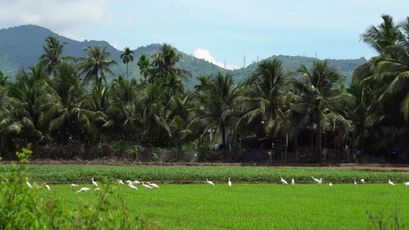 Panning Shot of a Flock of White Herons on a Rice Field.
