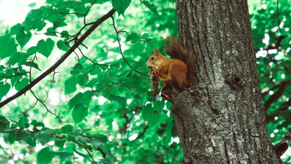 Squirrel Sits on a Tree 50 Fps