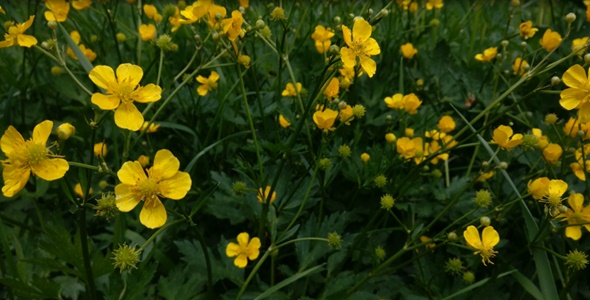 Yellow Flowers in the wind. Meadow Buttercup
