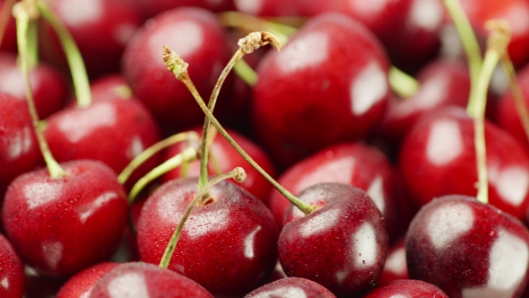 Juicy Cherry Berries, Covered with Droplets of Water, Rotate