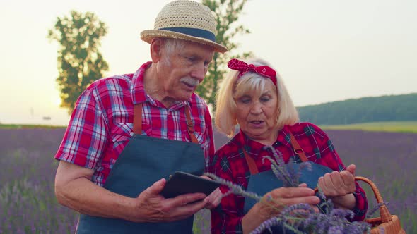 Senior Farmers Grandfather Grandmother in Field Growing Lavender Examining Harvest on Digital Tablet