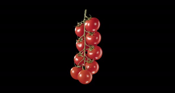 Cherry Tomatoes On A Sprig. Alpha Channel