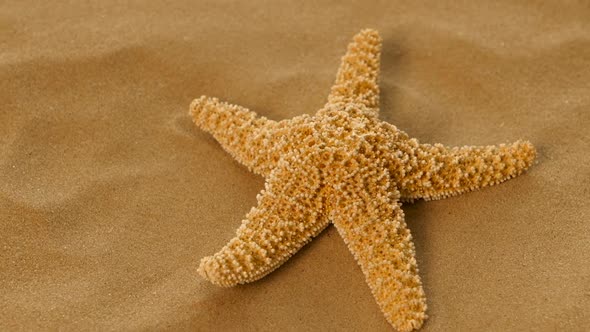 Red Sea Star Isolated on Sand, Rotation, Closeup