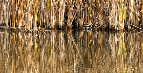 Autumn Lake Grass With Hiding Duck