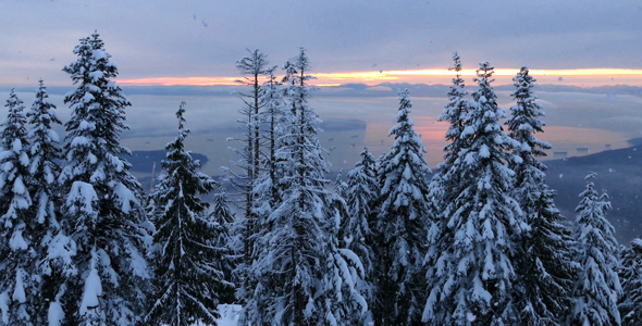 Winter Forest - Snowy Landscape