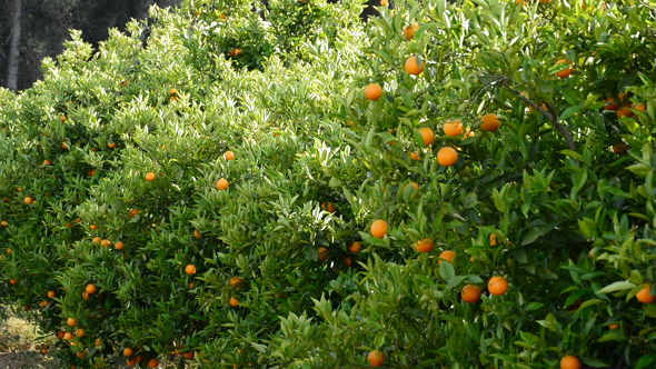 Natural Oranges Fruit in Tree