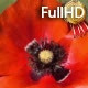 Bee Takes Pollen With Red Poppy Flower - VideoHive Item for Sale