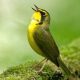 A Bird Sings