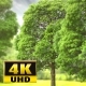 Trees Background - VideoHive Item for Sale