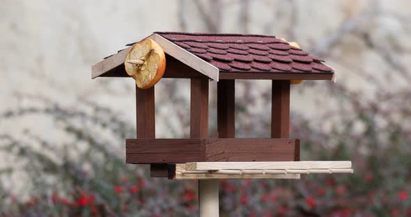 beautiful small bird great tit on bird feeder