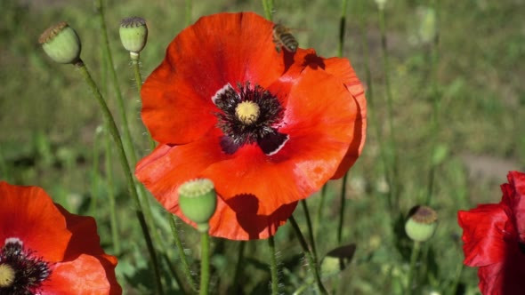 the Bee Collects Pollen From a Blooming Red