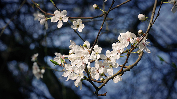Cherry Blossoms In Gentle Breeze