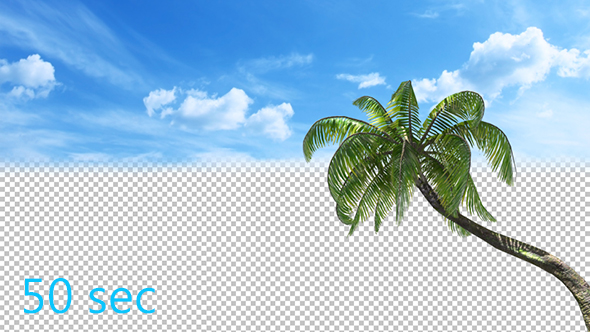 Palm Tree Swaying alt