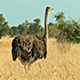 Ostriches in the Plains - VideoHive Item for Sale