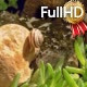 Garden Snail Crawls Over the Pebbles - VideoHive Item for Sale